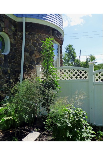 Яблоня колоновидная Титания в ландшафте